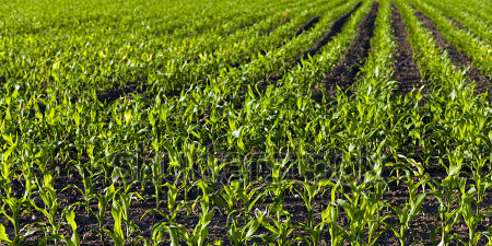 Ladle And Leaf